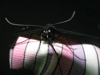 2016-01-10 Выставка бабочек