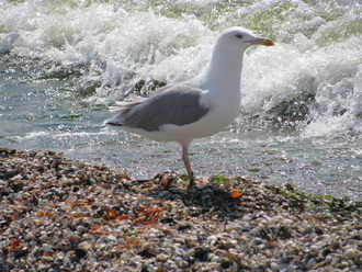 2015-08 Море Железный Порт