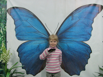 2016-01-10 Выставка бабочек