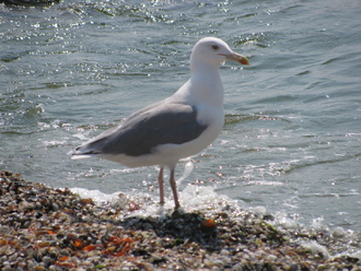 2015-08 Море Железный Порт