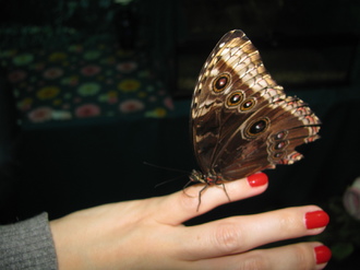 2016-01-10 Выставка бабочек