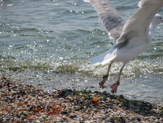 2015-08 Море Железный Порт
