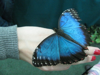 2016-01-10 Выставка бабочек