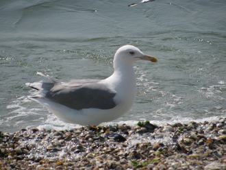 2015-08 Море Железный Порт