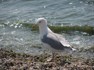 2015-08 Море Железный Порт