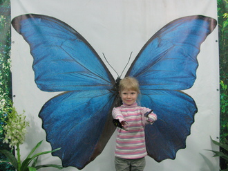 2016-01-10 Выставка бабочек