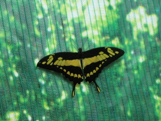 2016-01-10 Выставка бабочек