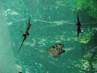 2016-01-10 Выставка бабочек