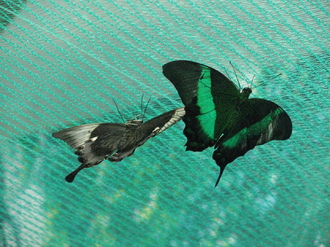 2016-01-10 Выставка бабочек