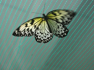 2016-01-10 Выставка бабочек