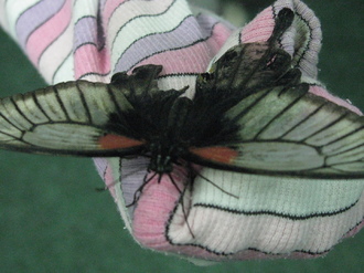 2016-01-10 Выставка бабочек