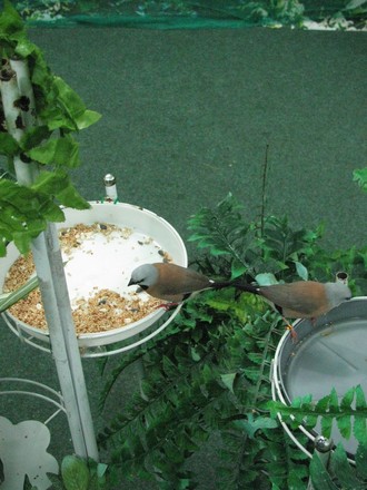 2016-01-10 Выставка бабочек