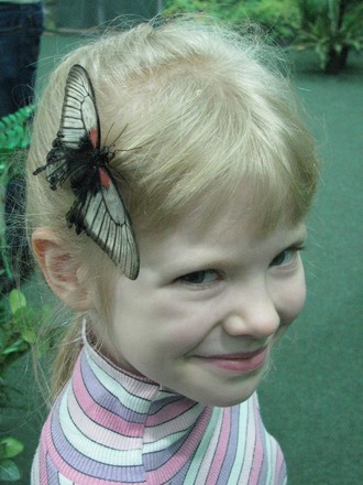 2016-01-10 Выставка бабочек