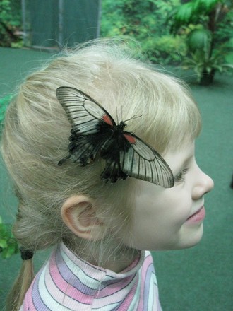 2016-01-10 Выставка бабочек