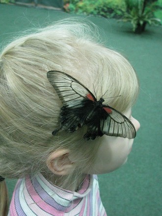 2016-01-10 Выставка бабочек