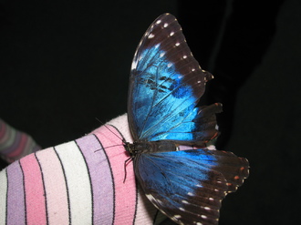 2016-01-10 Выставка бабочек