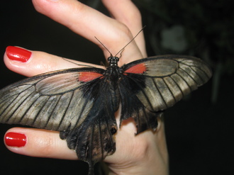 2016-01-10 Выставка бабочек