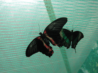 2016-01-10 Выставка бабочек