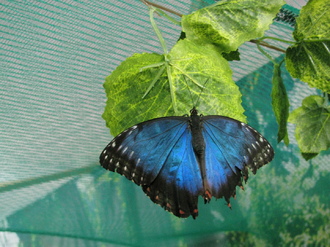 2016-01-10 Выставка бабочек