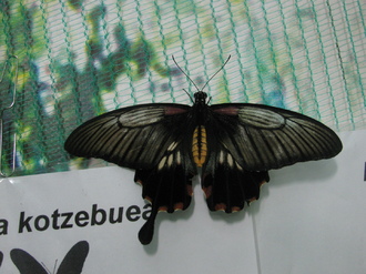 2016-01-10 Выставка бабочек
