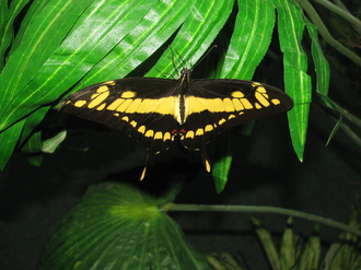 2016-01-10 Выставка бабочек