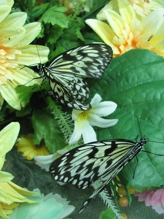 2016-01-10 Выставка бабочек