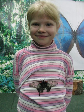 2016-01-10 Выставка бабочек