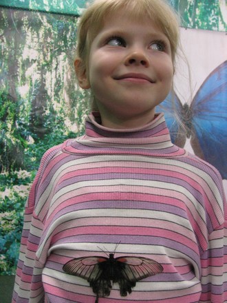 2016-01-10 Выставка бабочек