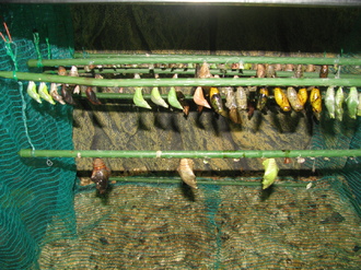 2016-01-10 Выставка бабочек