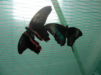 2016-01-10 Выставка бабочек