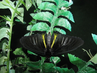 2016-01-10 Выставка бабочек