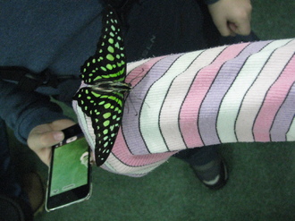 2016-01-10 Выставка бабочек