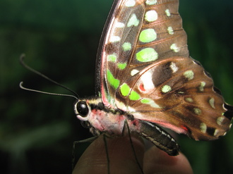 2016-01-10 Выставка бабочек