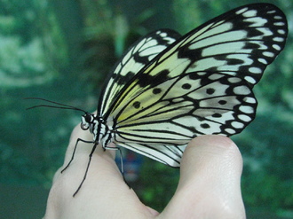 2016-01-10 Выставка бабочек