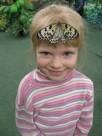 2016-01-10 Выставка бабочек