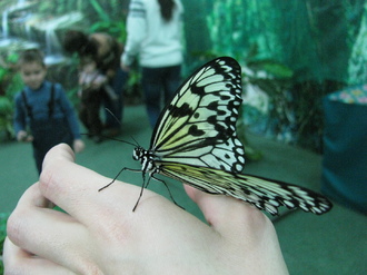 2016-01-10 Выставка бабочек