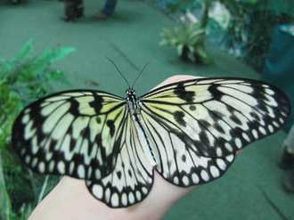 2016-01-10 Выставка бабочек