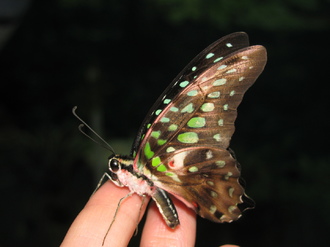 2016-01-10 Выставка бабочек