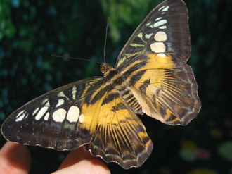 2016-01-10 Выставка бабочек