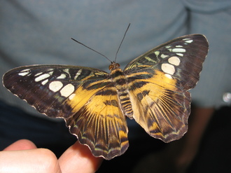 2016-01-10 Выставка бабочек