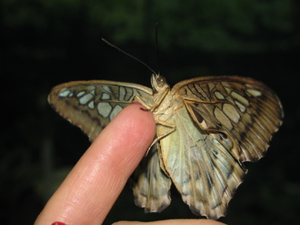 2016-01-10 Выставка бабочек