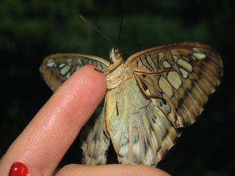 2016-01-10 Выставка бабочек