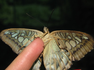 2016-01-10 Выставка бабочек