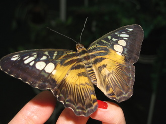 2016-01-10 Выставка бабочек