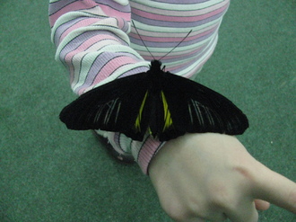 2016-01-10 Выставка бабочек