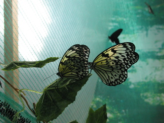 2016-01-10 Выставка бабочек