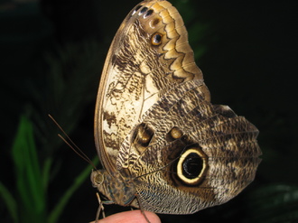 2016-01-10 Выставка бабочек