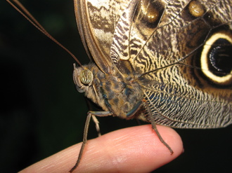 2016-01-10 Выставка бабочек