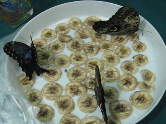 2016-01-10 Выставка бабочек