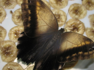 2016-01-10 Выставка бабочек